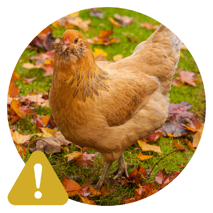 bubble Vogelgrippe 900x9003